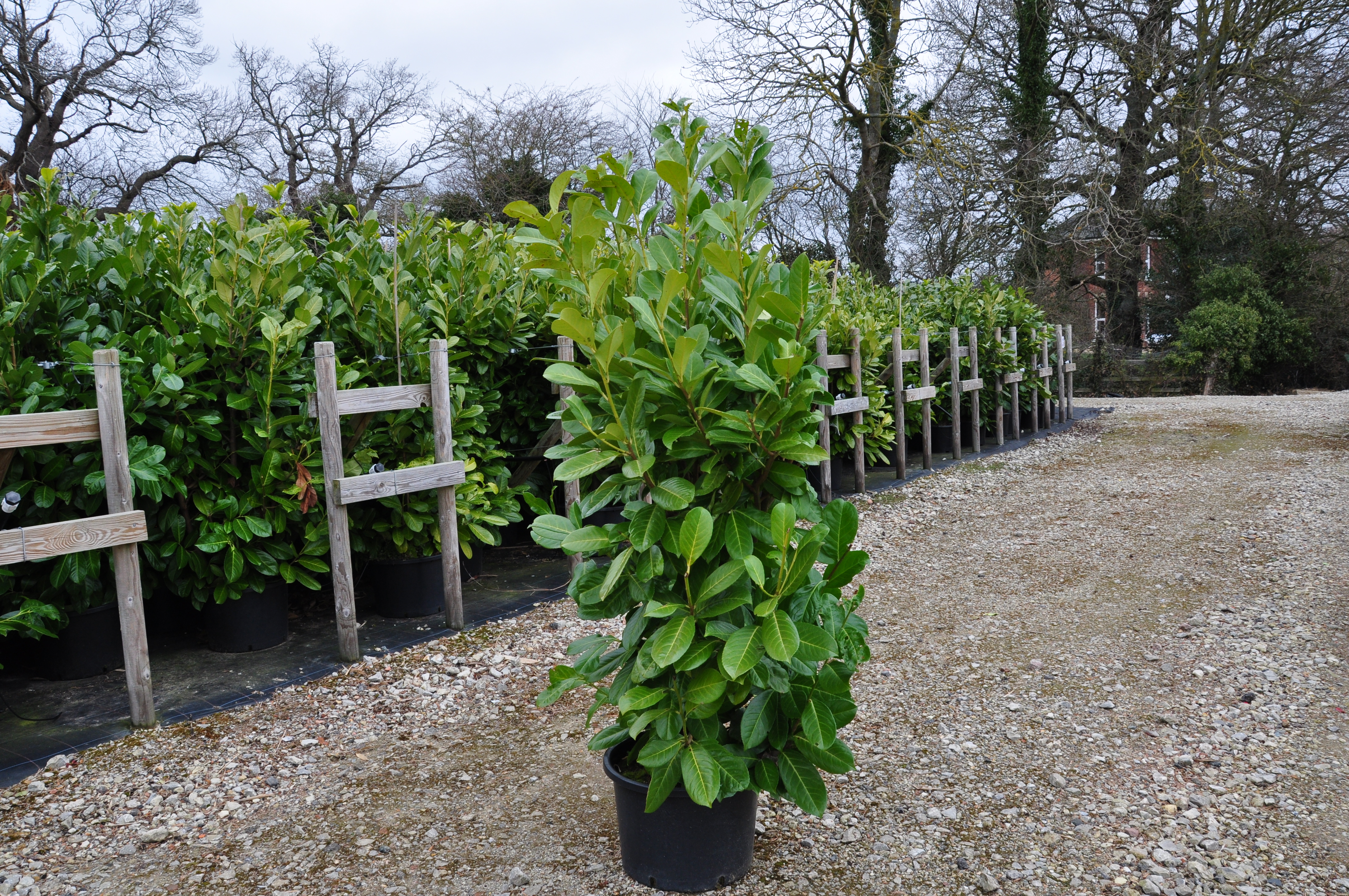 Prunus laurocerasus 'Rotundifolia' !! SPECIAL OFFER !!